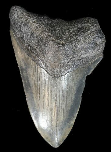 Bargain, Megalodon Tooth - South Carolina #44547